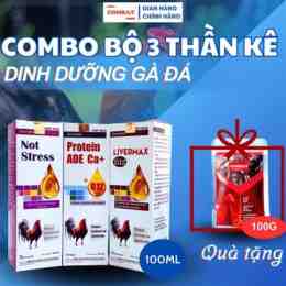 dưỡng gà đá thua