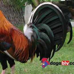 gà anh cọp đá với mít trà cú