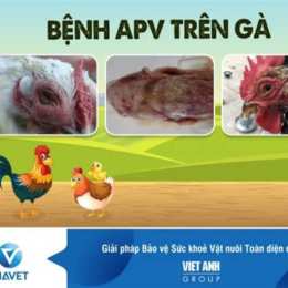 gà bị vàng da