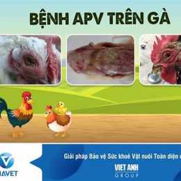 gà bị viêm da