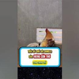 gà camelo của hưng cần thơ đá
