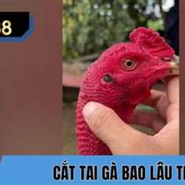 gà cắt cua bao lâu thì đá được