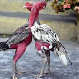 gà chọi bị rách da đầu
