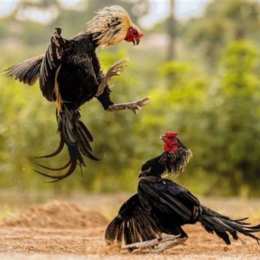 gà chọi đá với gà tre thomo
