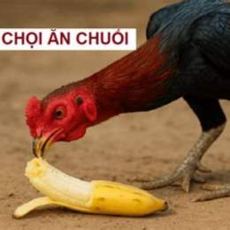 gà chuối đá ngày nào