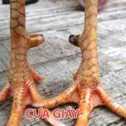gà cúp đá cựa sắt