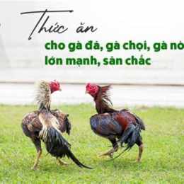gà đá ăn thạch sùng
