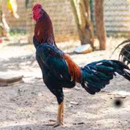 gà đá bạn huyện nhà bè
