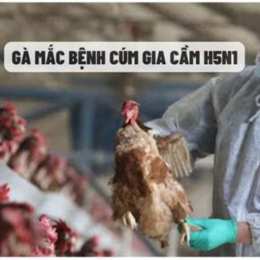 gà đá bị cúm chân