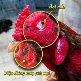 gà đá bị sưng mặt