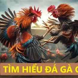 gà đá c1 là gì