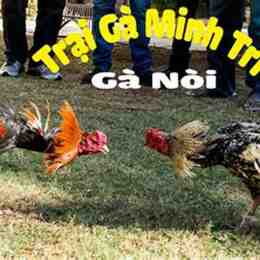 ga da cao lanh