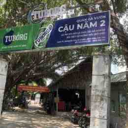 gà đá cậu năm 2