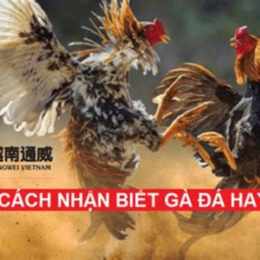 ga da cay