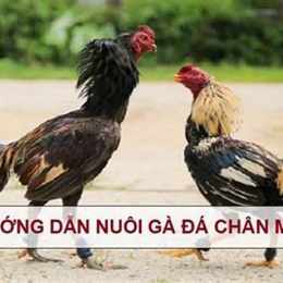 ga da chan dep