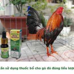 gà đá chích thuốc ăn được không