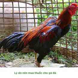 ga da cho tot