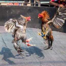 gà da cua sat
