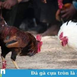 ga da cua tron