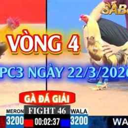gà đá giải c3 duyên ti
