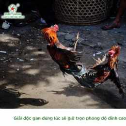 gà đá giải lục đại tranh hùng