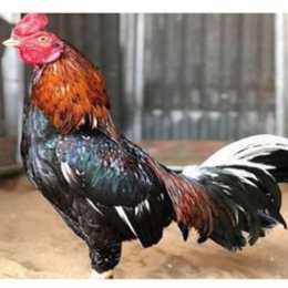 ga da hay nhat hien nay
