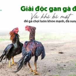 ga da moc bai