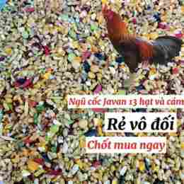 gà đá ngũ sắc
