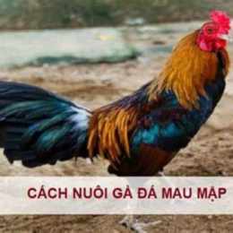 ga da nhanh nhat