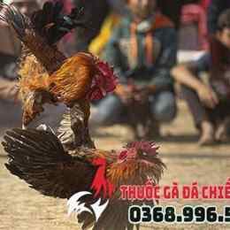 gà đá nhập khẩu