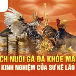 ga da sieu giap