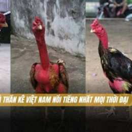 gà đá thần kê