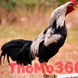 gà đá thomo 27 5