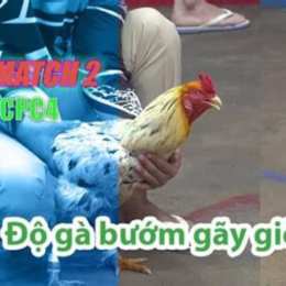 gà đá thomo 28 7