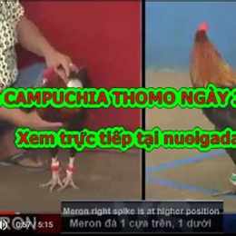 gà đá thomo 30 5