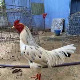 gà đá thomo bình luận