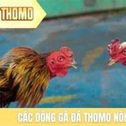 ga da thomo c1