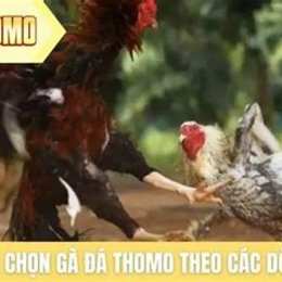 ga da thomo ga danh