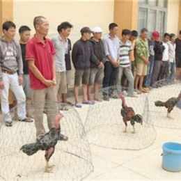 gà đá trường lớn