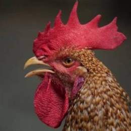 gà đá về bị sưng hầu