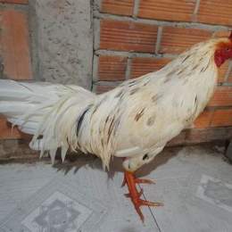 ga da vinh log