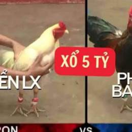 gà đá xổ 5 tỷ