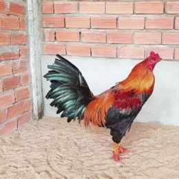 gà điều chân xanh đá ngày nào