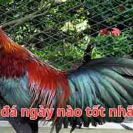 gà điều vàng đá ngày nào