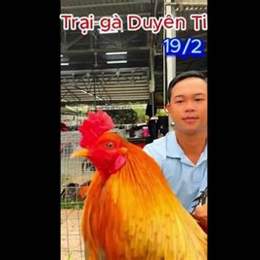 ga duyen ty da giai hom nay