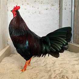 gà hưng cần thơ đá giải