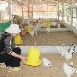 gà mã đà giống