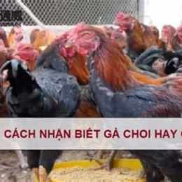ga ma lai da hay khong