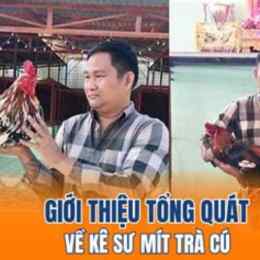 ga mit tra cu da voi phung hoang ke