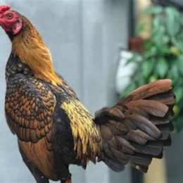 gà mỹ đá trực tiếp